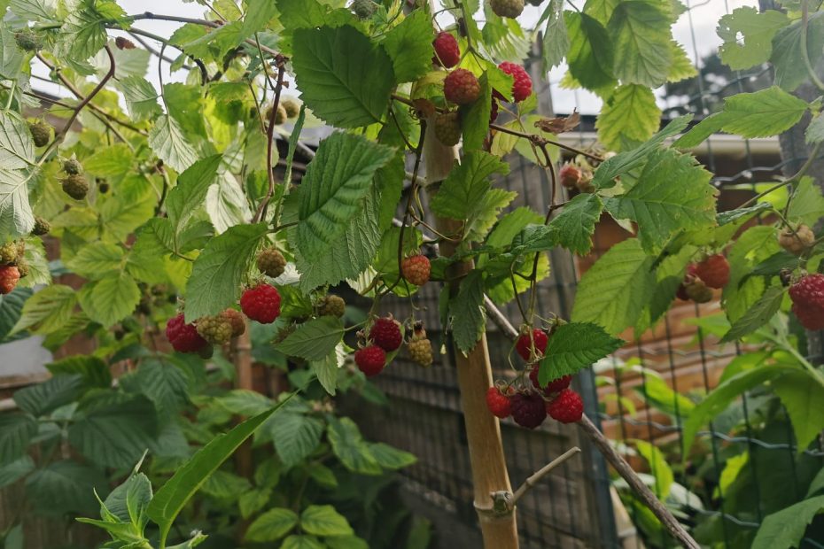 Framboises