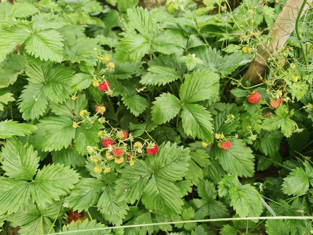 Fraises des bois