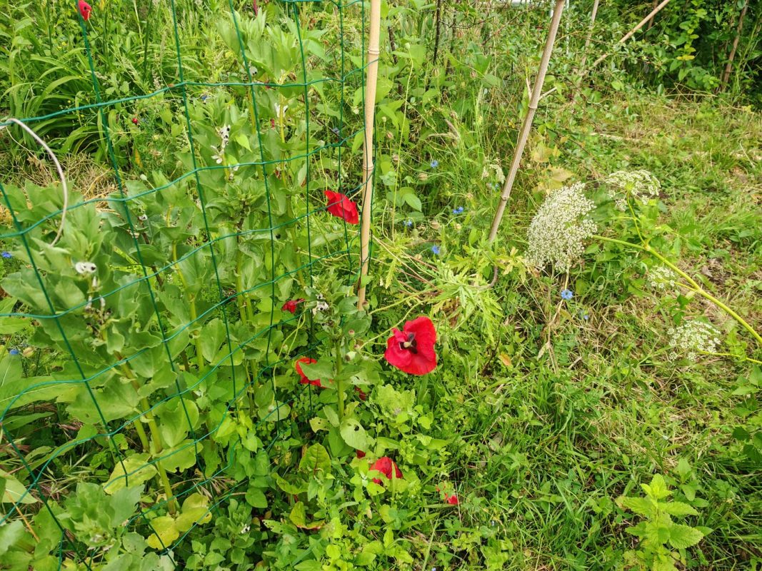 Les coquelicots sauvages