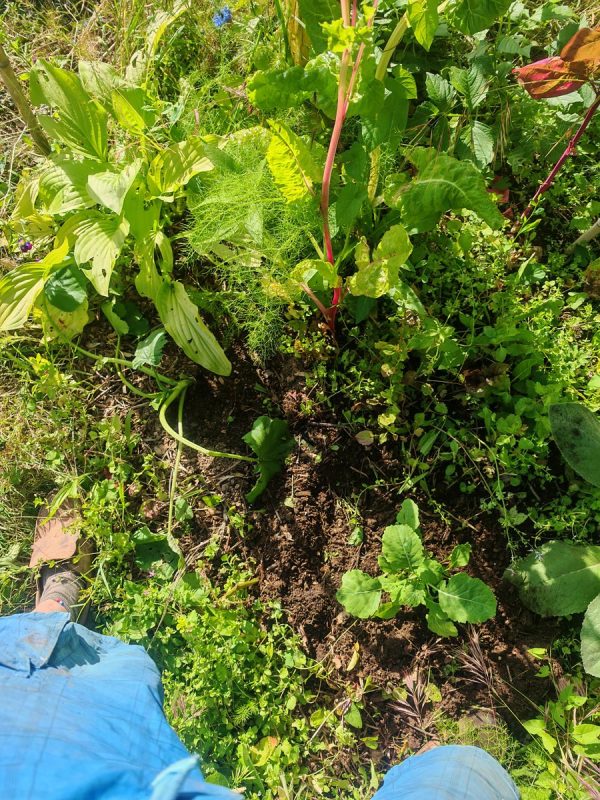 Plantation de 2 pieds de courgette en plein air (solde à 1€ò de la ferme de Kerlou)