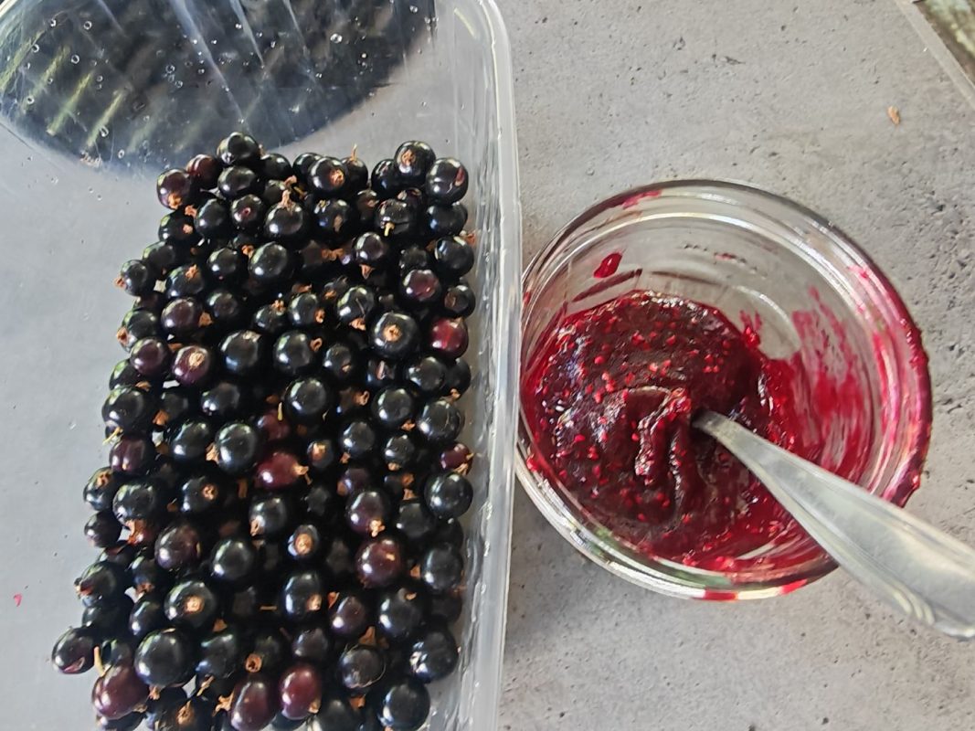 Confiture à peine fini, les cassis sont récoltés...