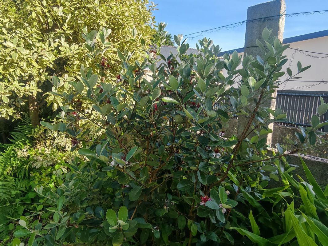 Un des Feijoa