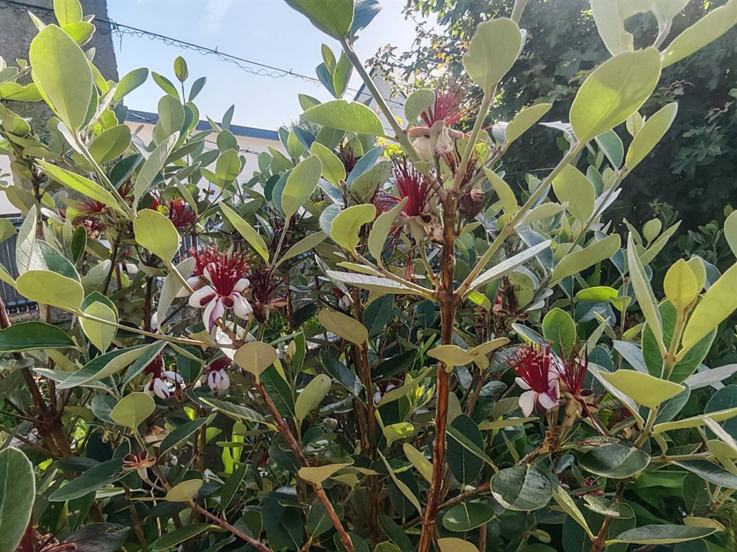 Si chaque fleur donne un fruit, ca promet !