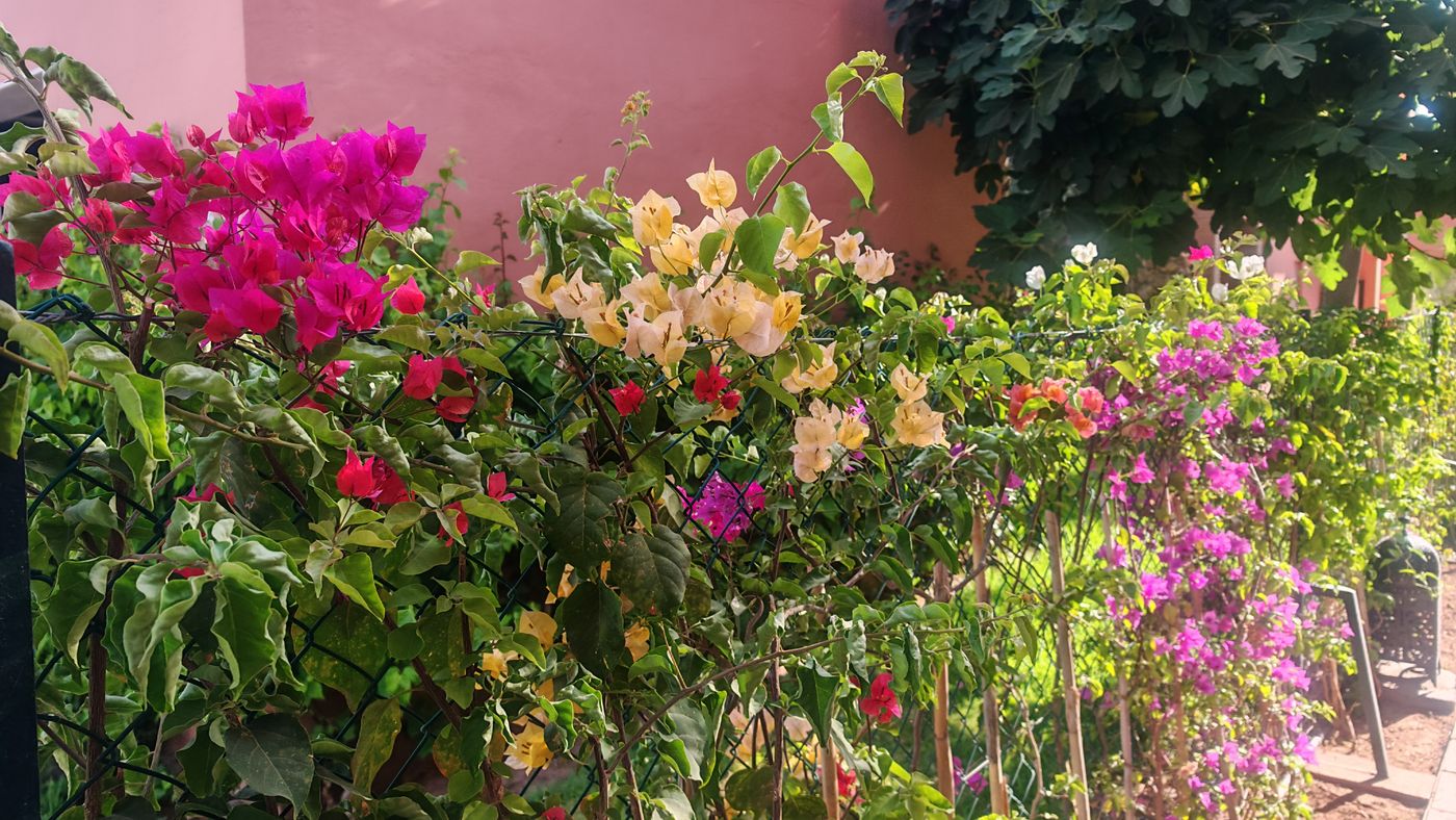 Bougainvilliers multicolores