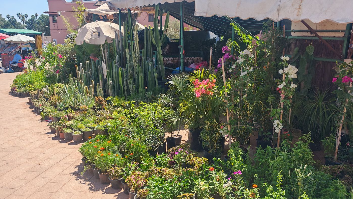 Marché aux plantes