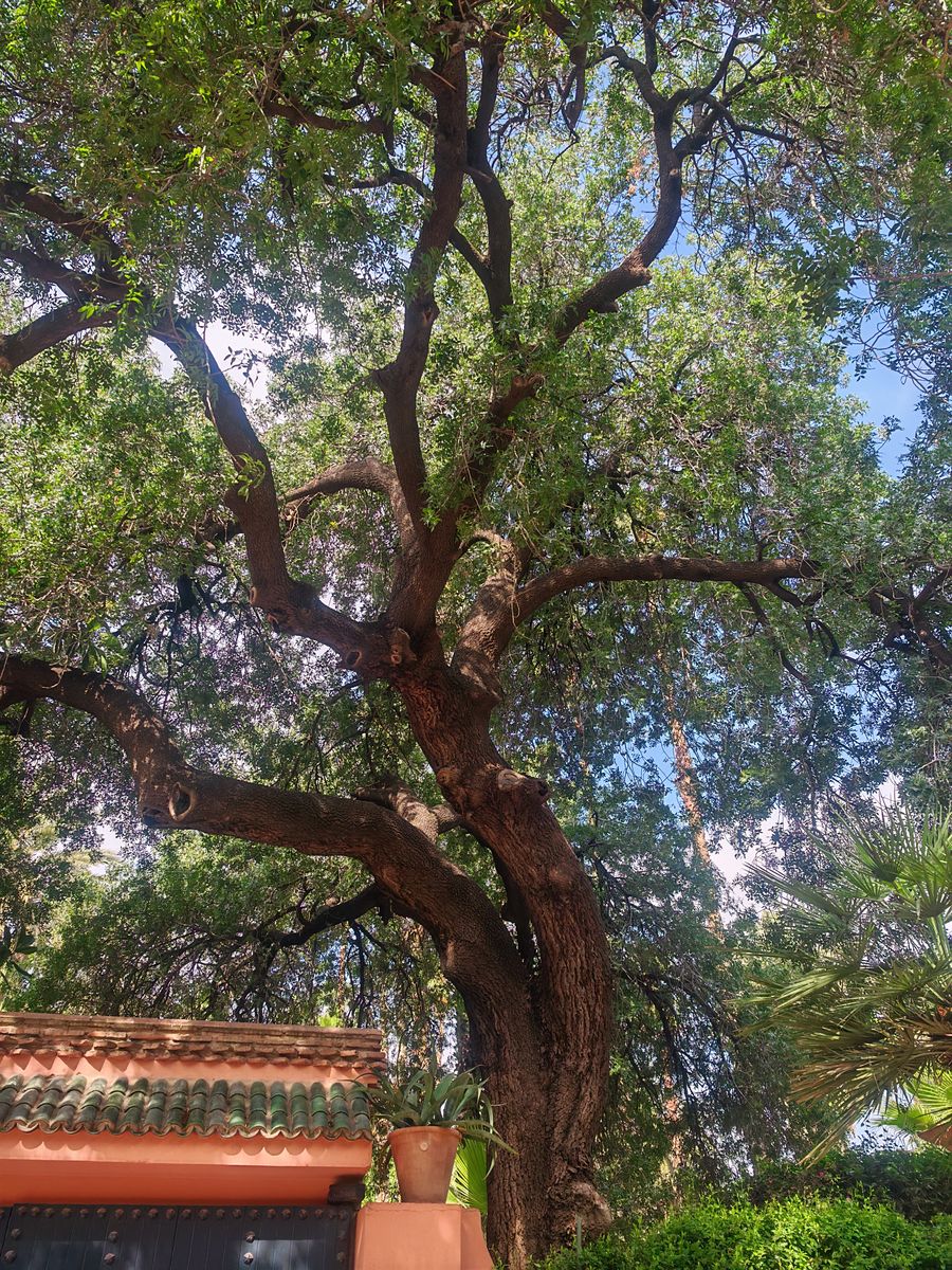 Ho ces branches !