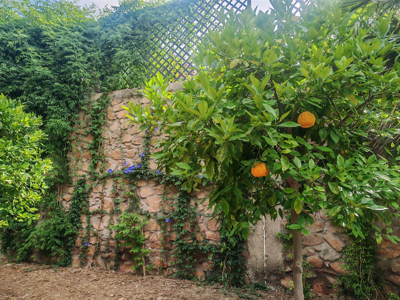 Oranges et ipomées