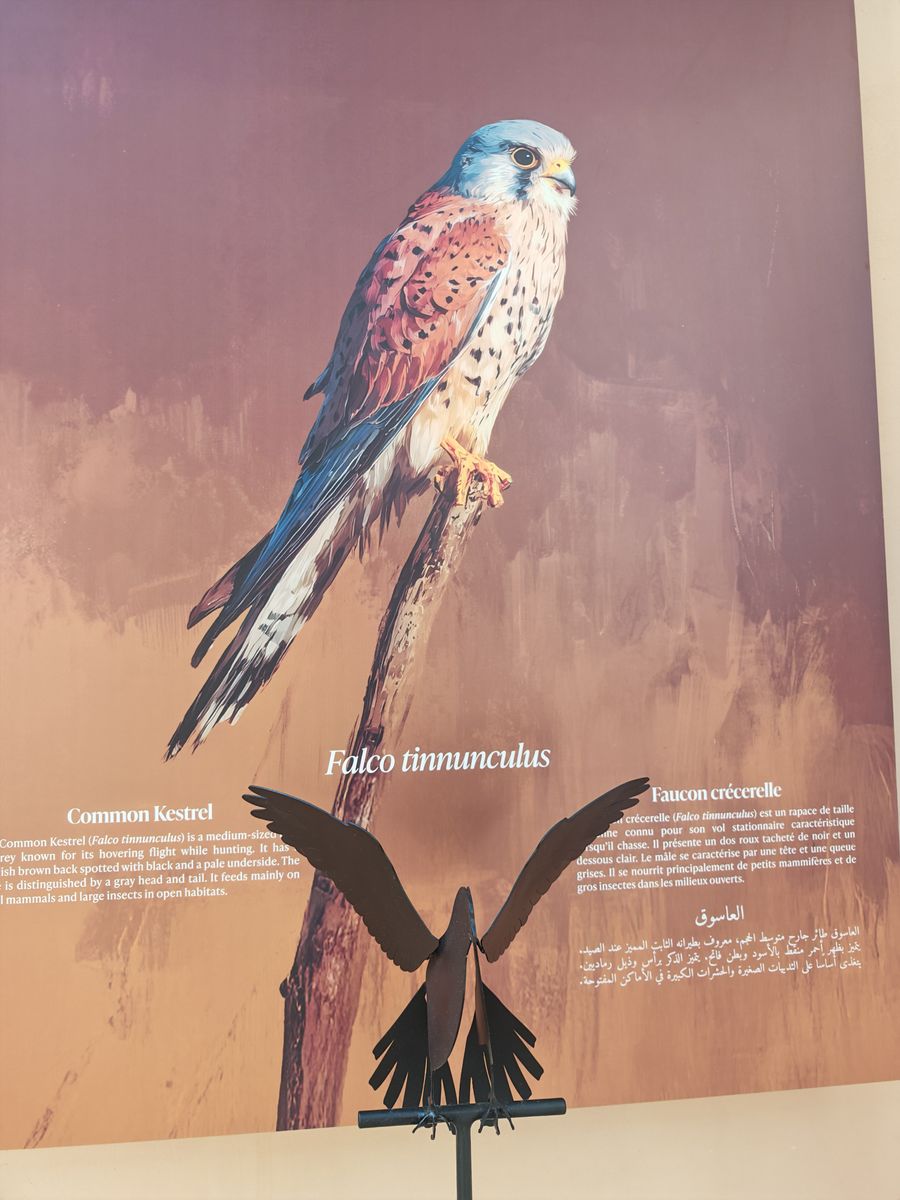 Peinture et sculpture d'oiseaux