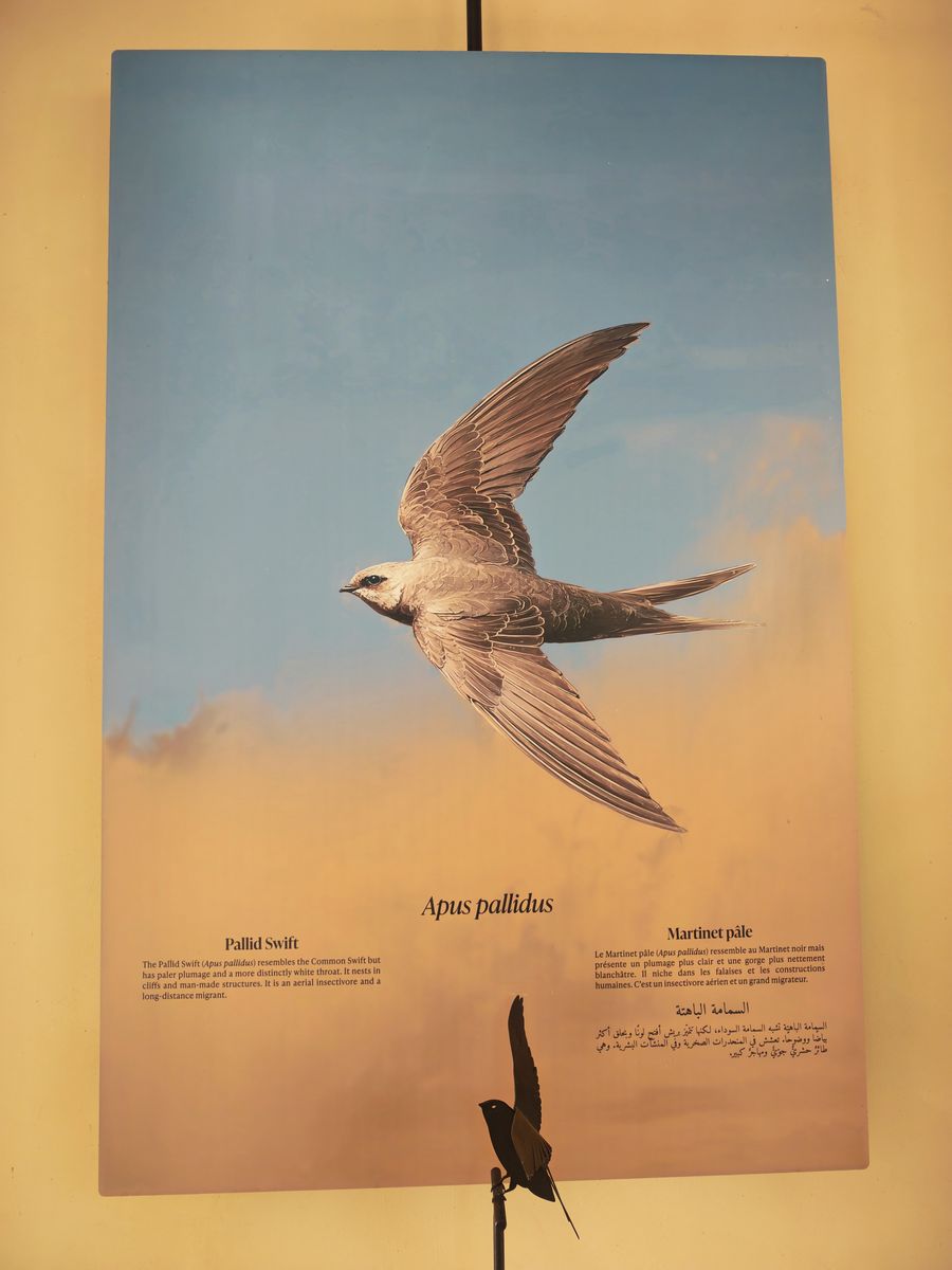 Peinture et sculpture d'oiseaux