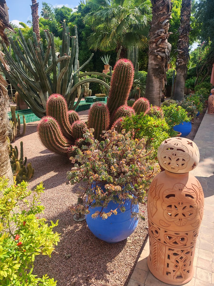 Cactus