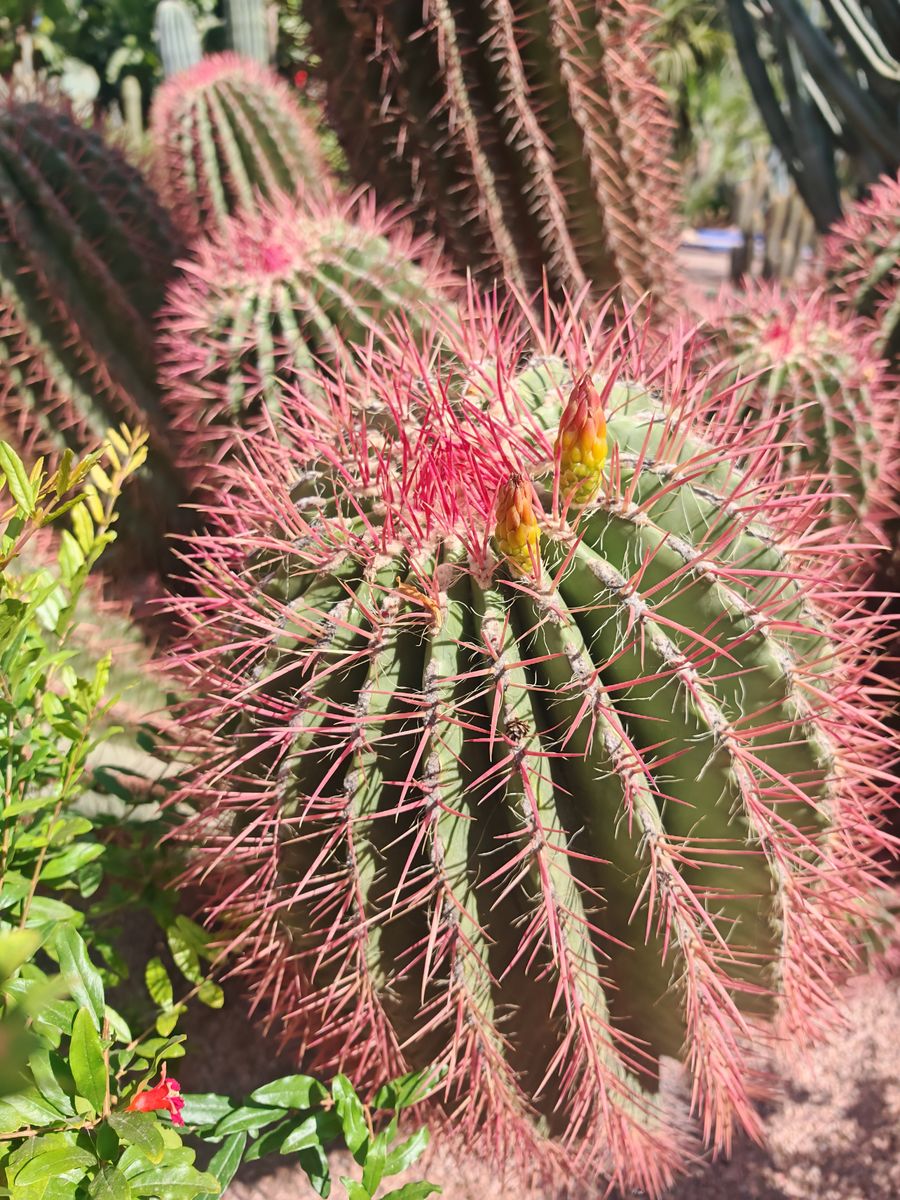 et ses fleurs