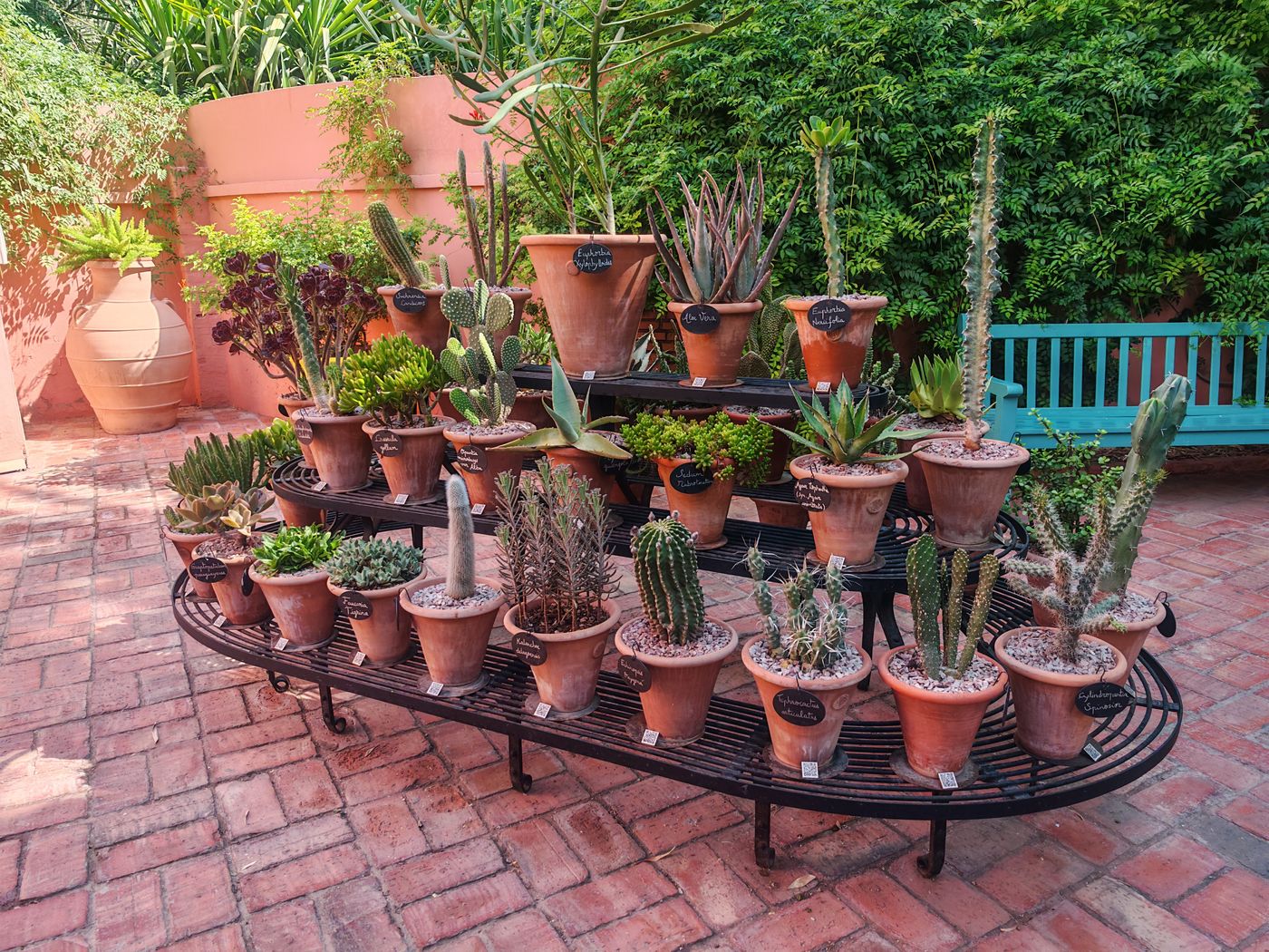 Une collection de cactées
