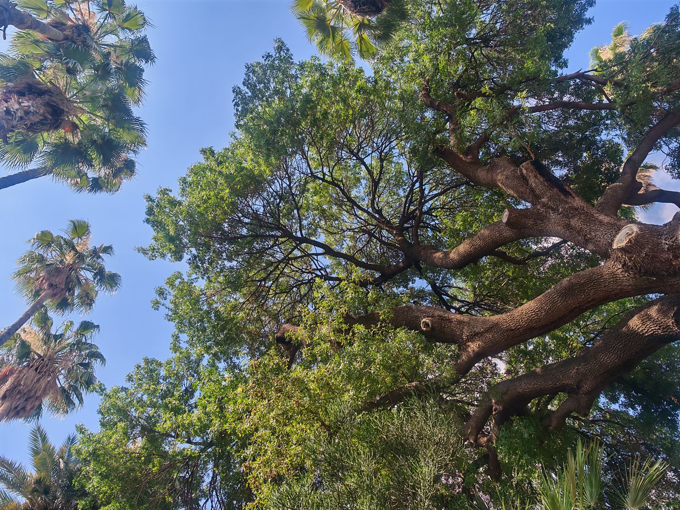 Branches et palmier, arbres et herbes