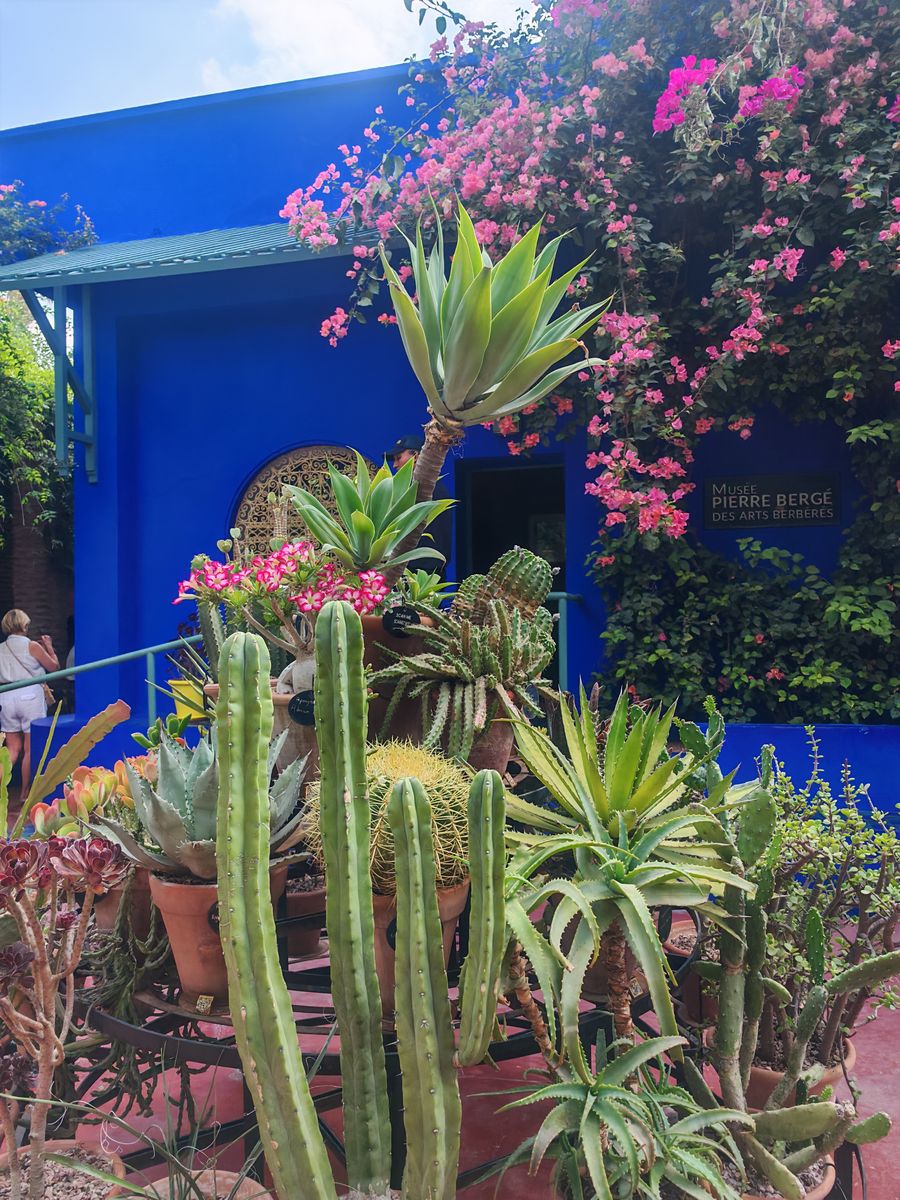 d'autre cactus, en contraste du bleu