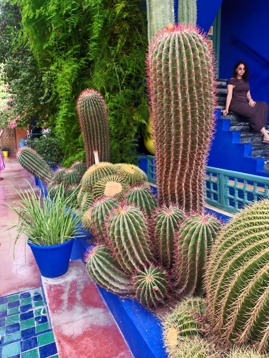 Cactus géants en bordures