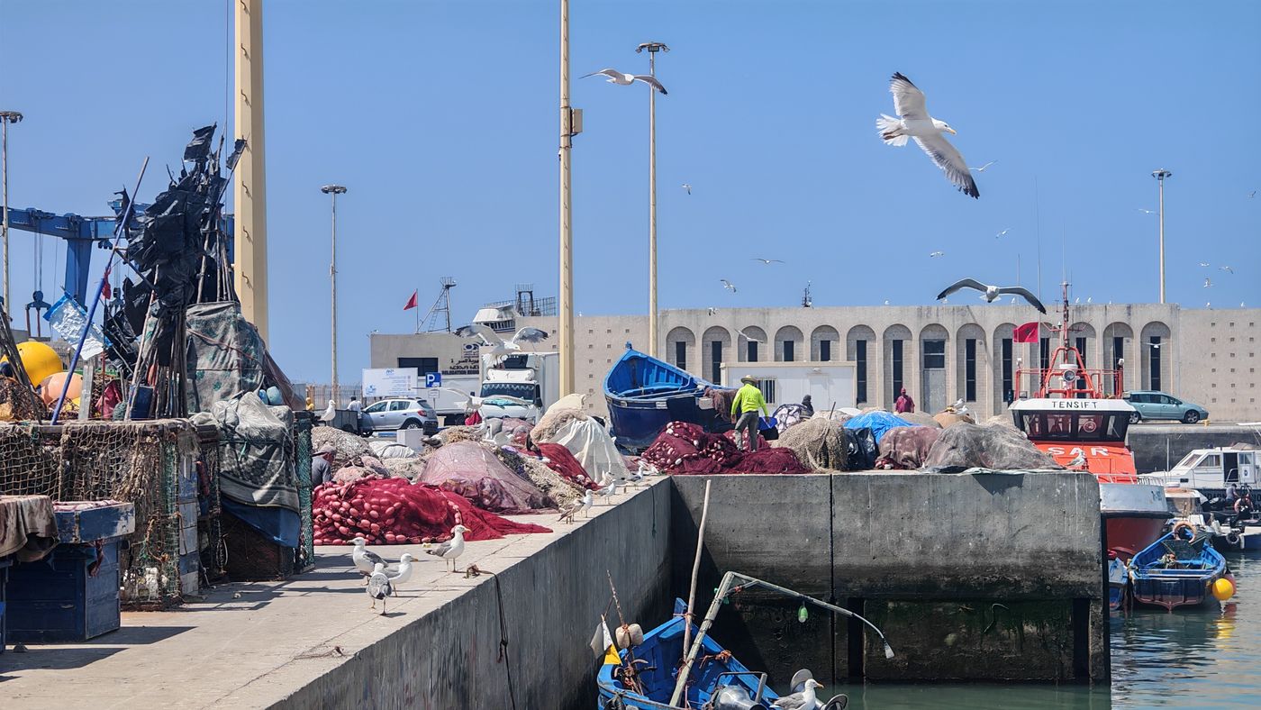Vol de mouettes