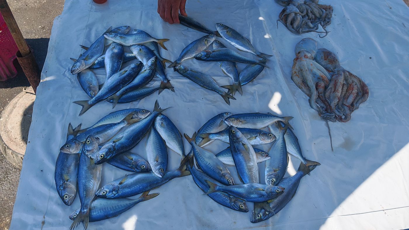 Les poissons joliment disposé