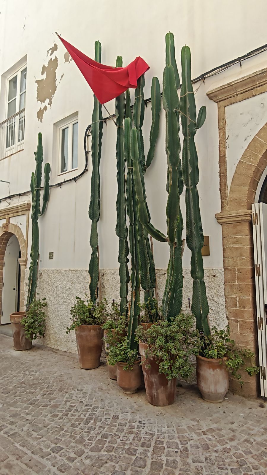Cactus