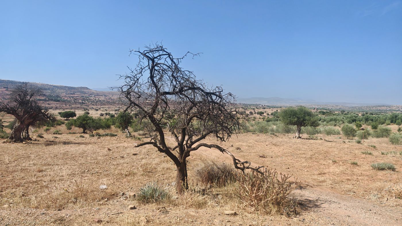Pas mal d'arbre mort de la sécheresse