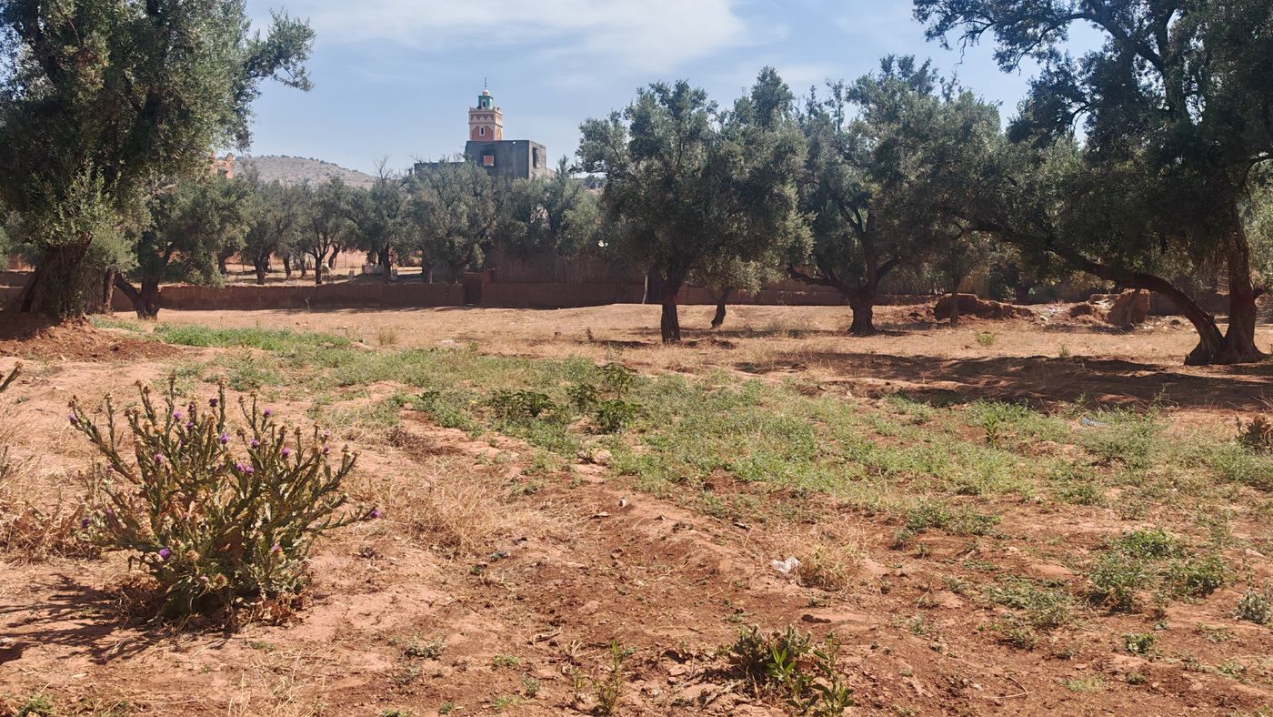On passe par les oliviers voir une 'pseudo' coopérative d'Argan (ce n'est pas du tout la région)