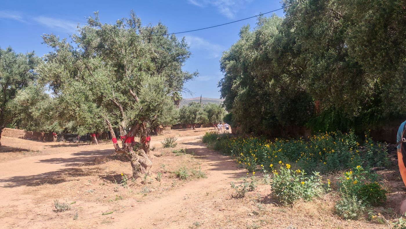 Les fleurs le long d'un petit canal d'irrigation