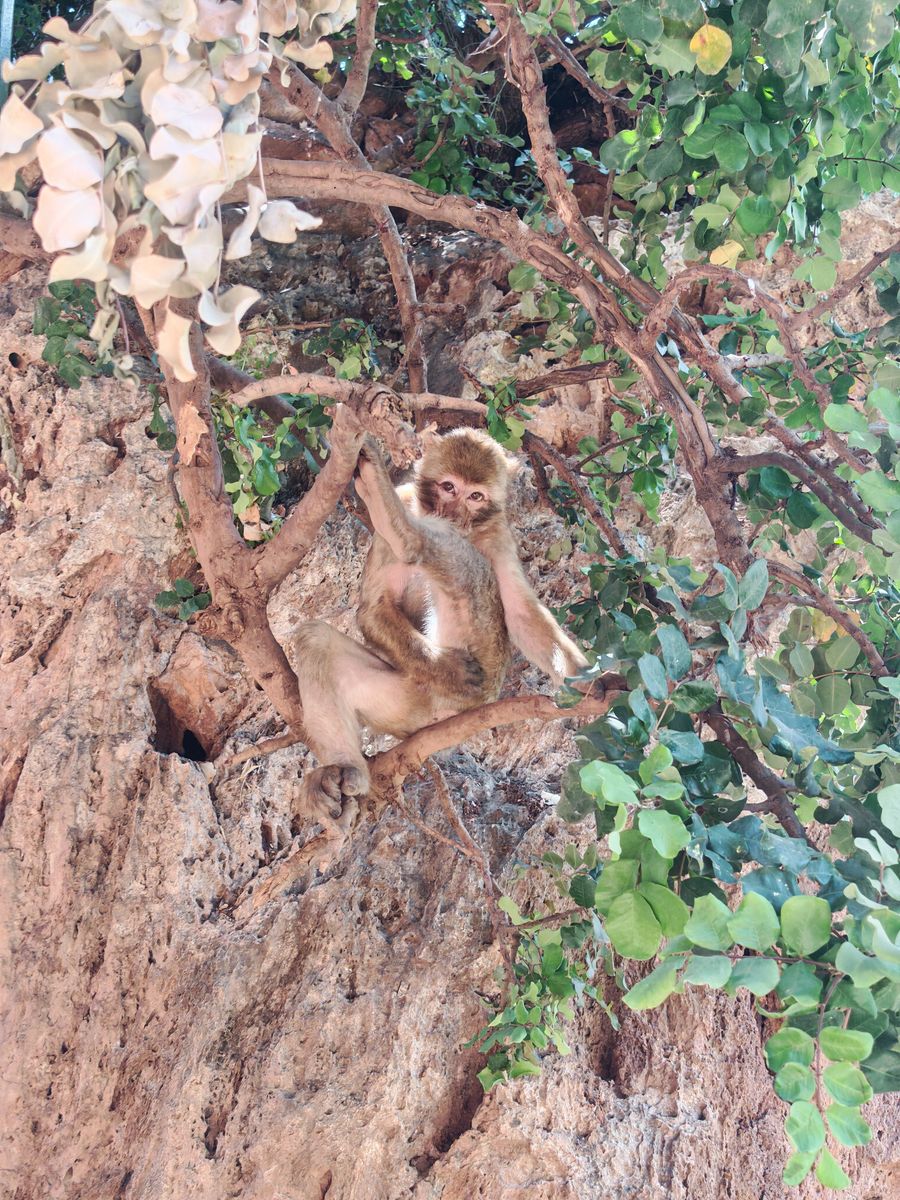Singes