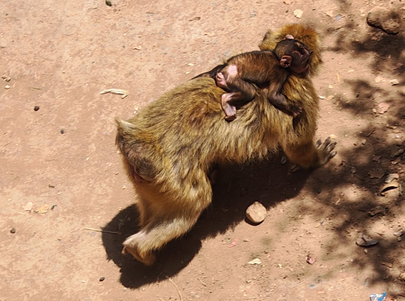Singe et son bébé