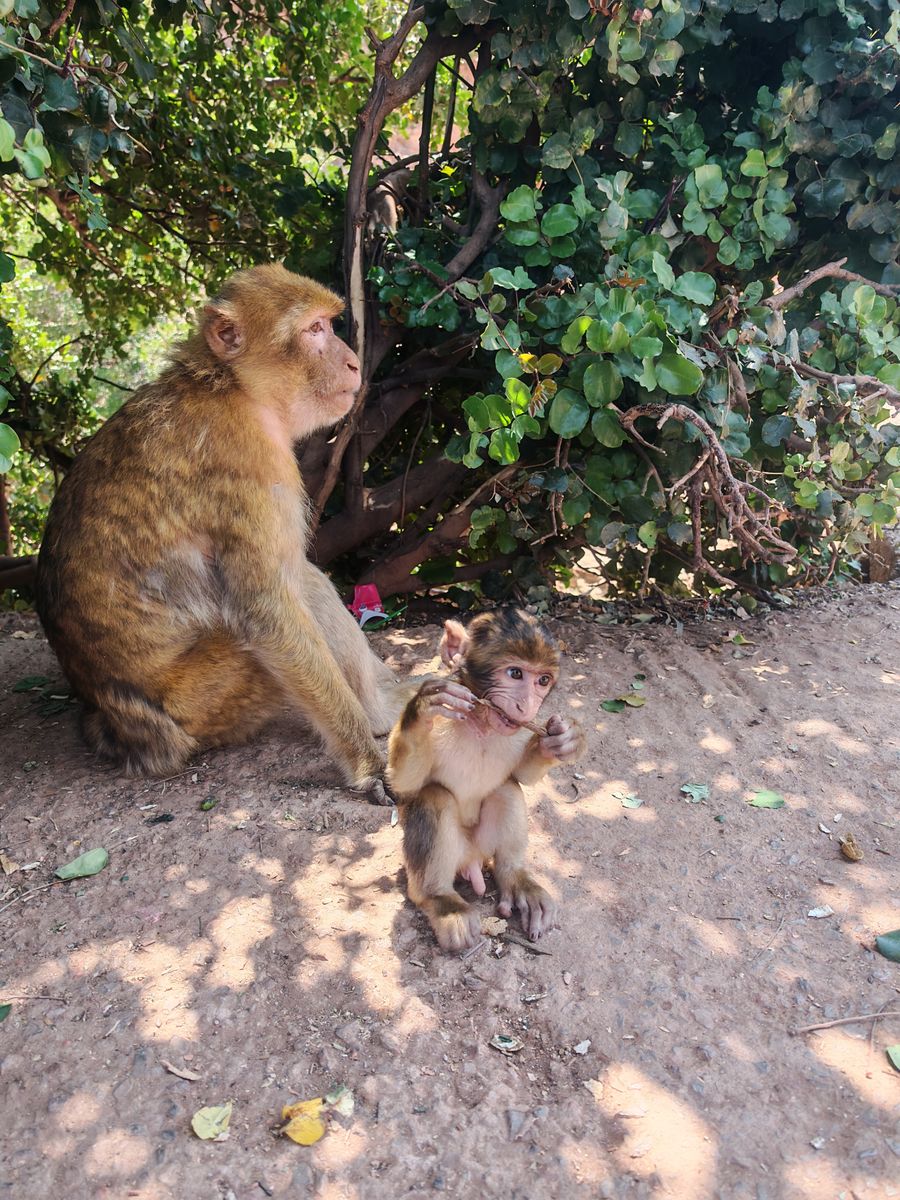 Singe et son bébé