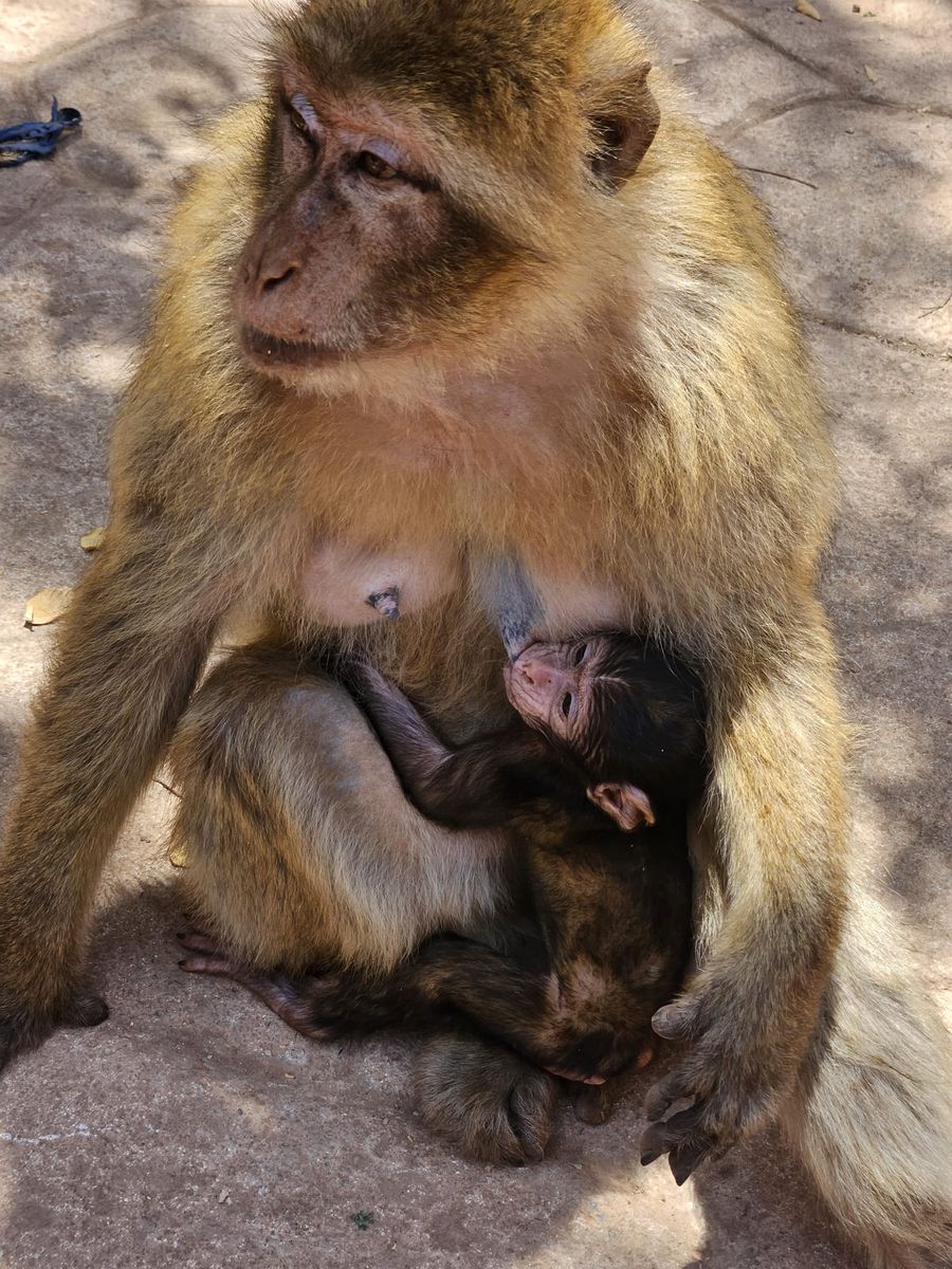 Singe et son bébé