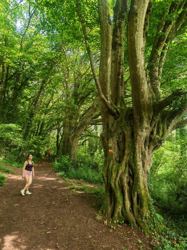 Marinette devant un grand arbre