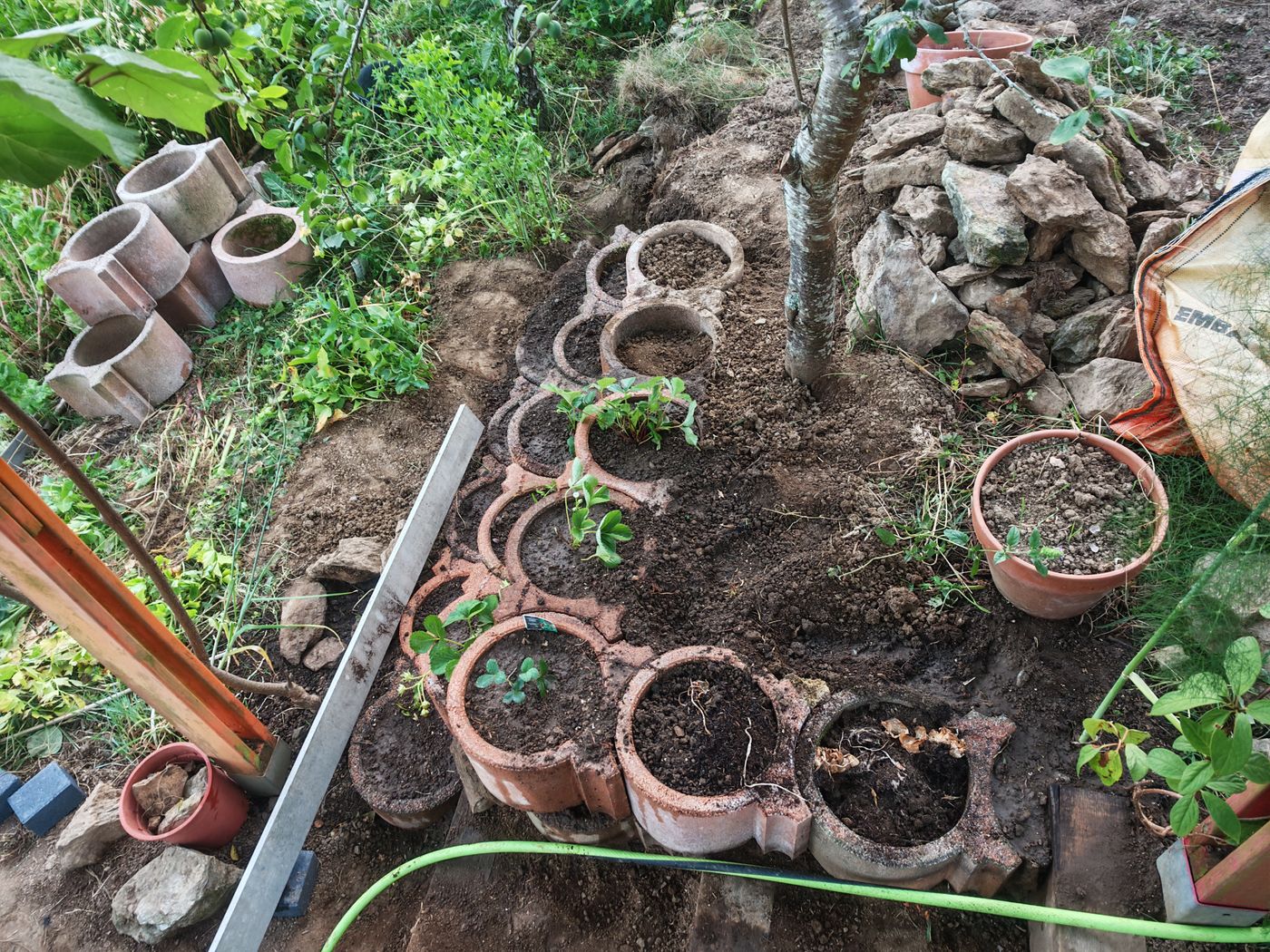 Et j'avance un peu de temps en temps le muret, en transplantant les fraisiers