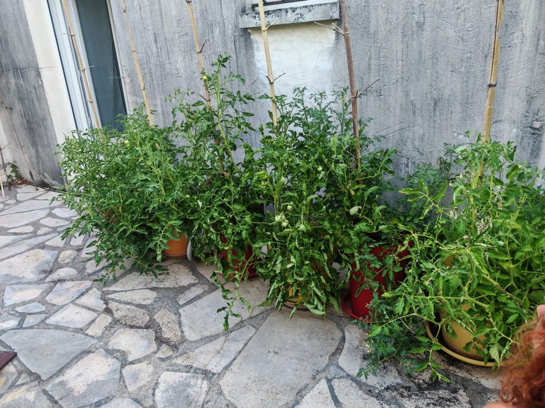 Bosquet de tomates prête à recevoir... Le mildiou à la première pluie