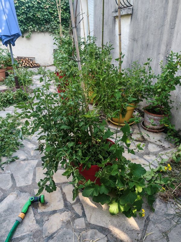 Un pot de tomate et Cornichon