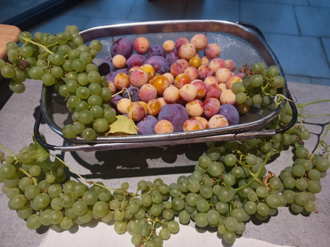 Cueillette de prunes, mirabelles et raisin (+ myrtille) pour l'anniversaire de maman