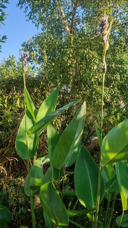 Les Thalia dealbata font presque 3m de haut
