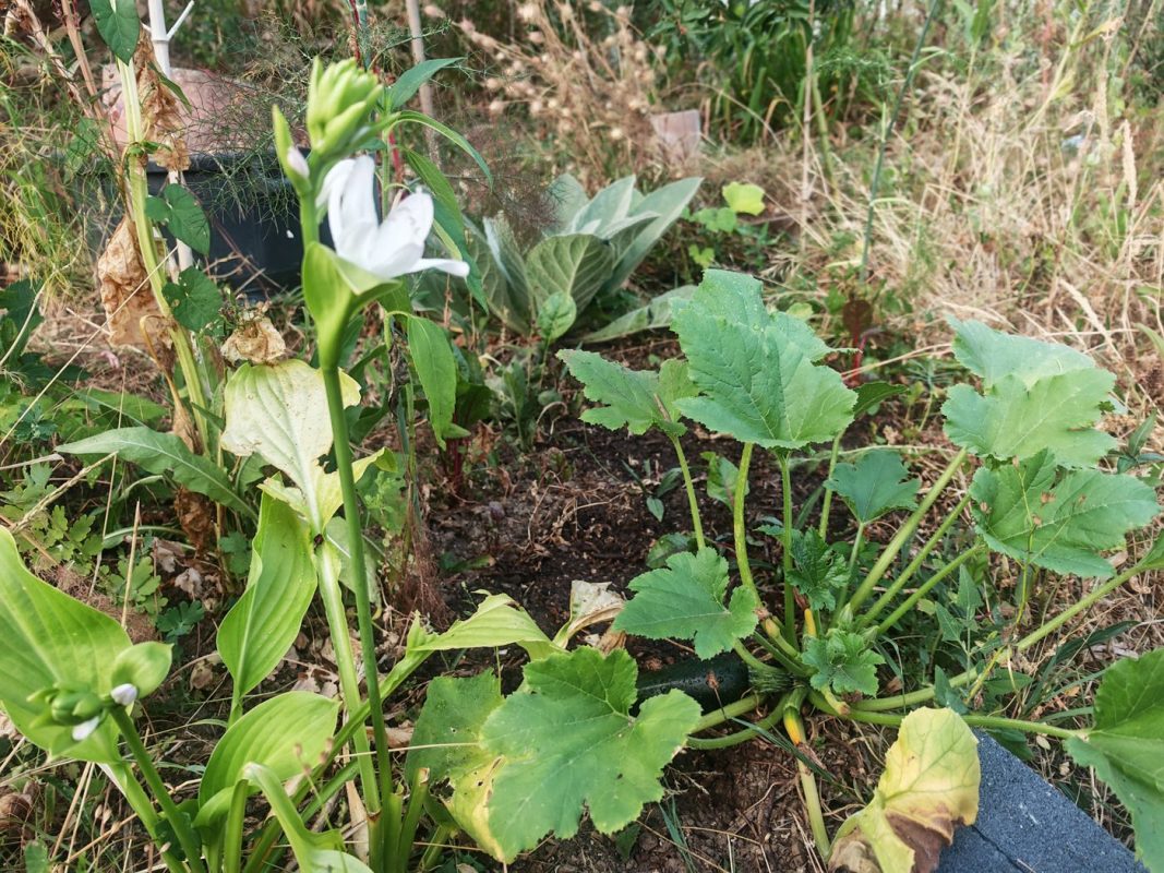 Fleurs de je ne sais plus quel plante et courgette