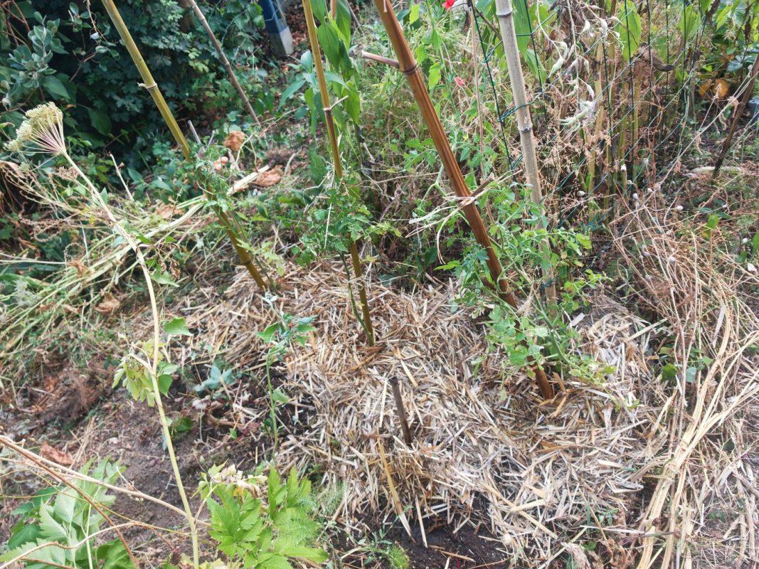 16/07 : Début tardif de paillage