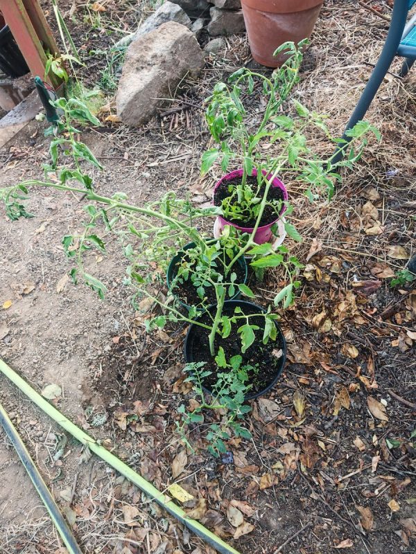 Bouture de tomates récupéré chez maman