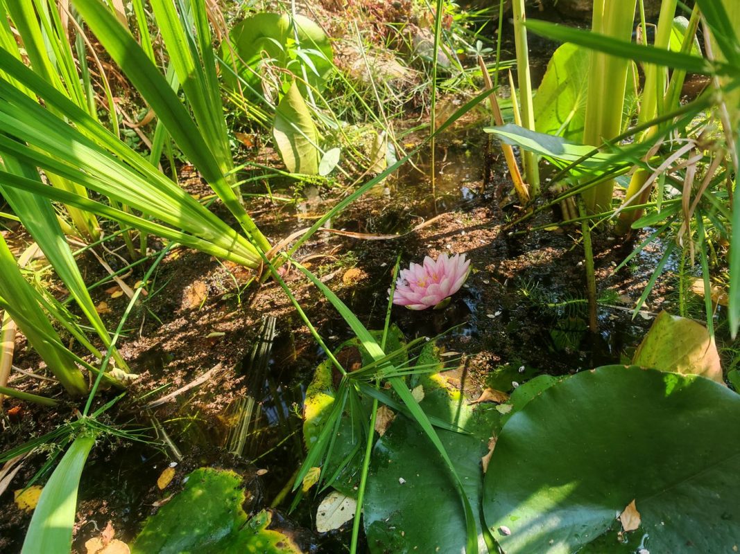 Nénuphar