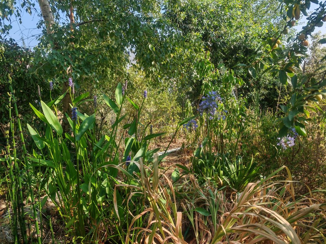 Thalia laxmanii et agapanthes