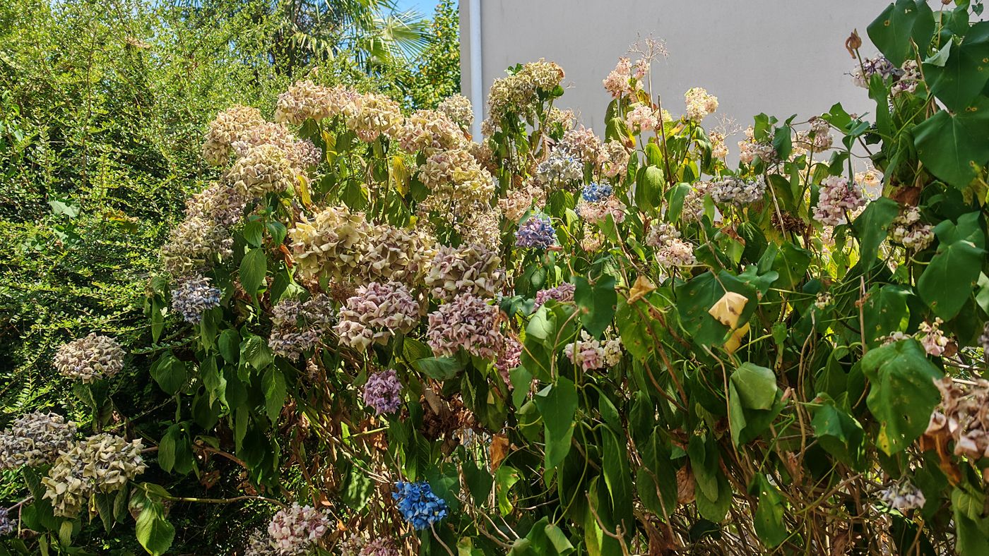Hortensias tous secs