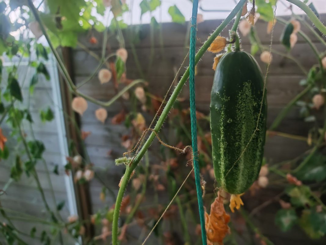 Gros cornichon (et physalis)