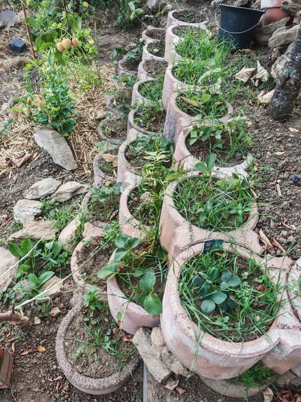 L'herbe pousse dans les fraises que j'arrose régulièrement