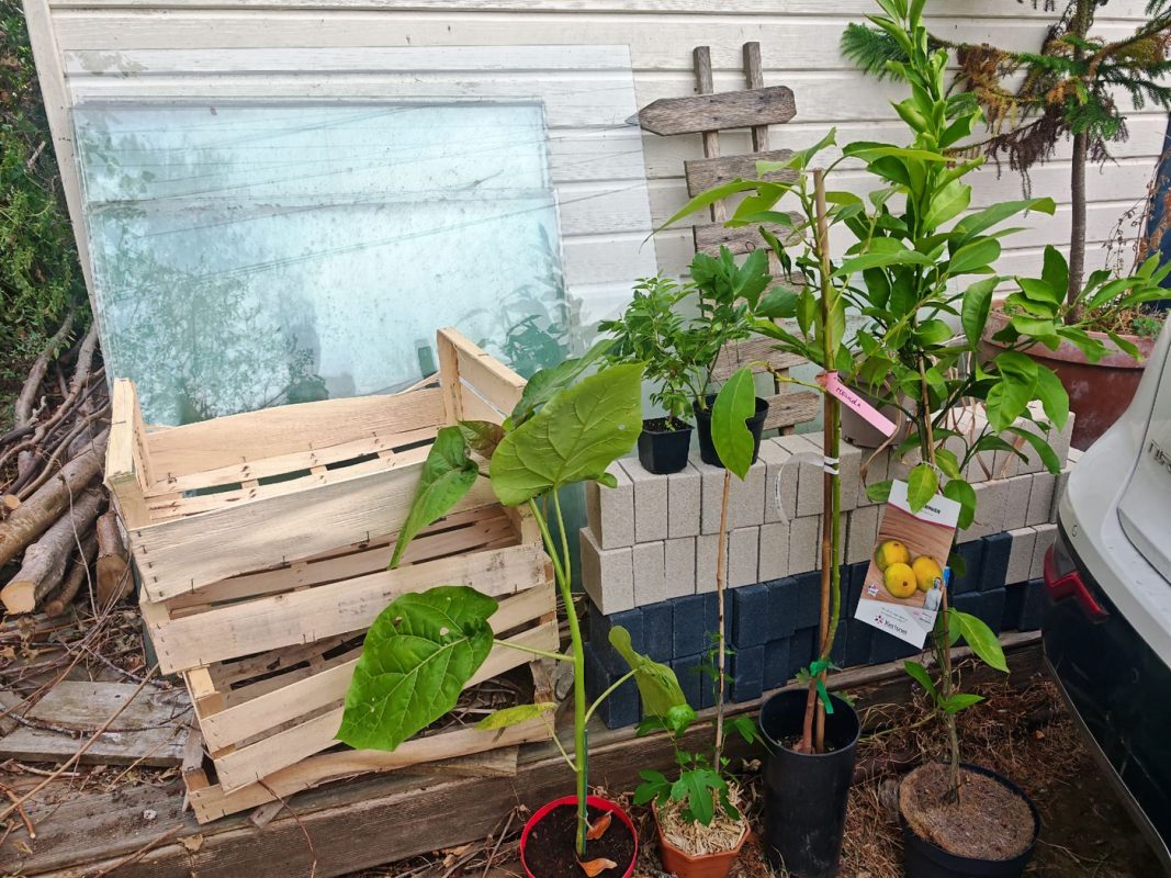 Encore des pavés pour les chemin et quelques plantes