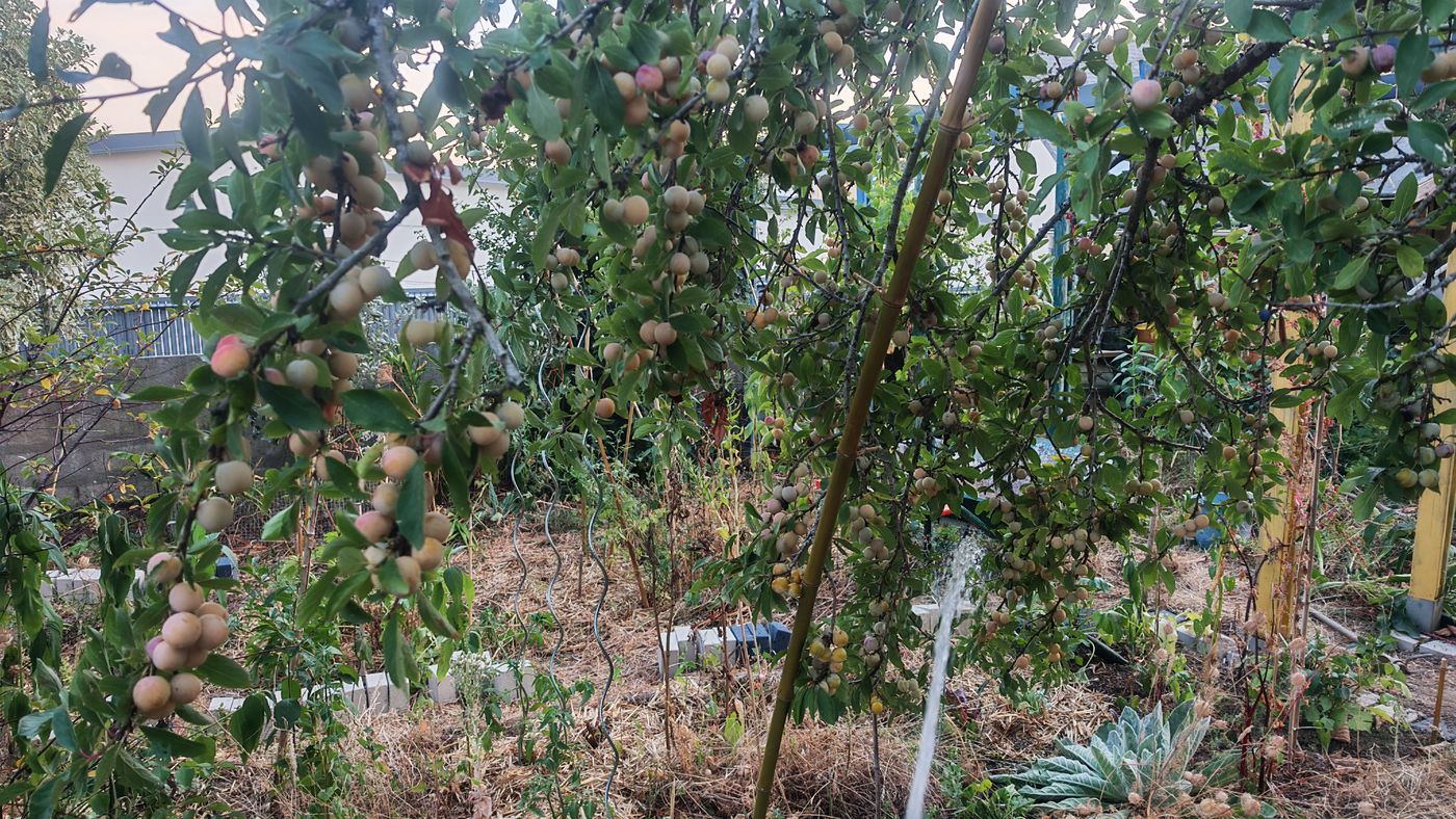 Mirabelles
