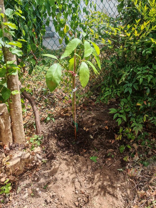 Plantation d'un avocatier