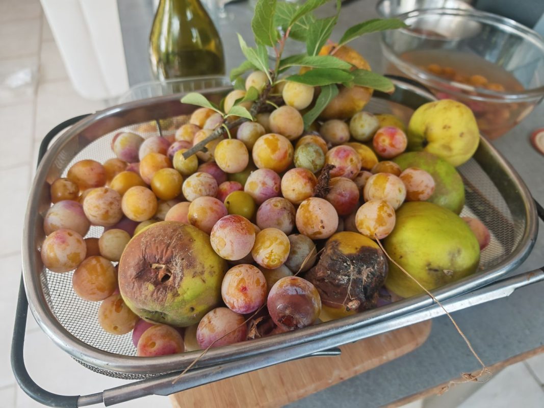 Le temps de faire des pots de conserve, un autre panier arrive