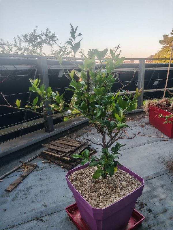 changement d'un peu de terre et paillage
