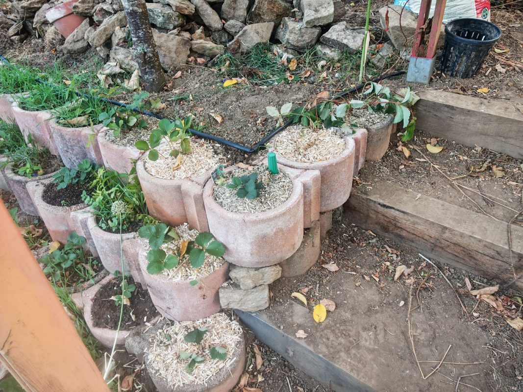 02/08 - Paillage et irrigation des fraisiers