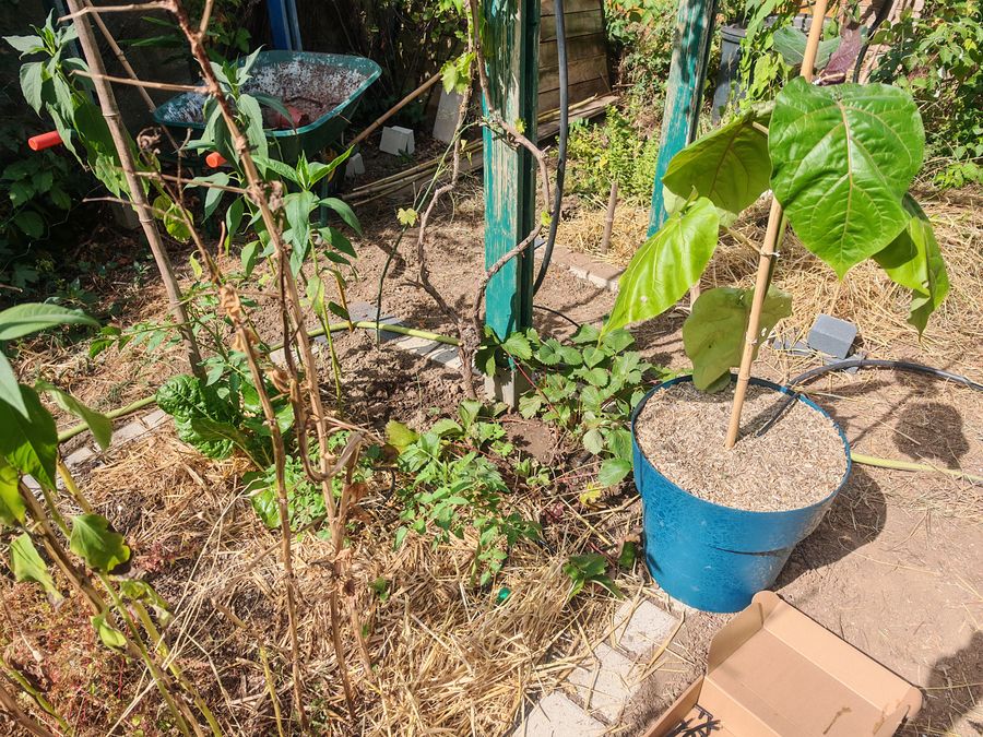Irrigation de l'arbre à tomate